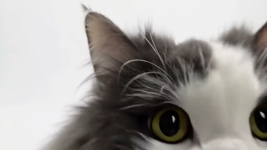 Still frame from Kling AI’s official sample: Recreate a video with new subjects